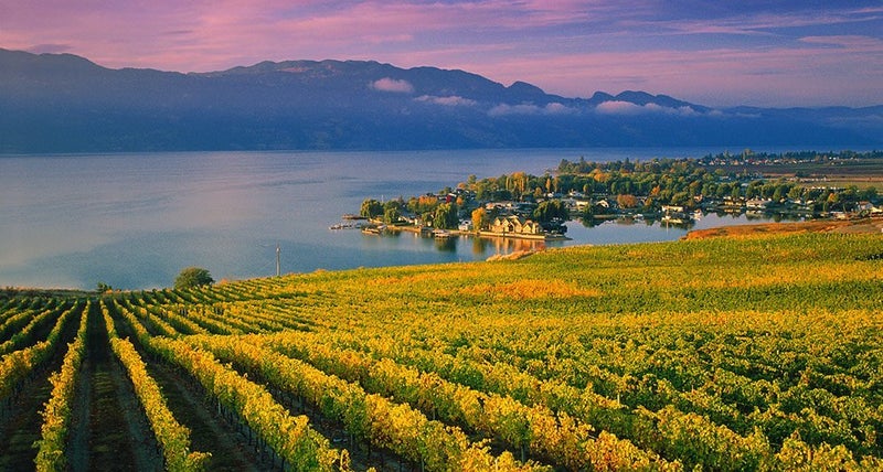West Kelowna Vineyard by the Lake