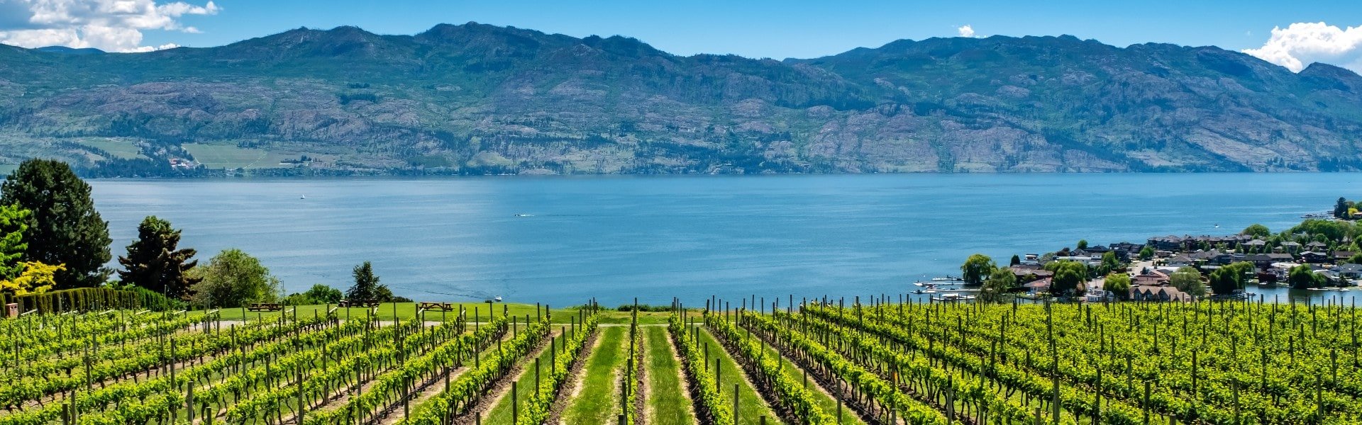 beautiful kelowna area vineyard overlooking okanagan lake